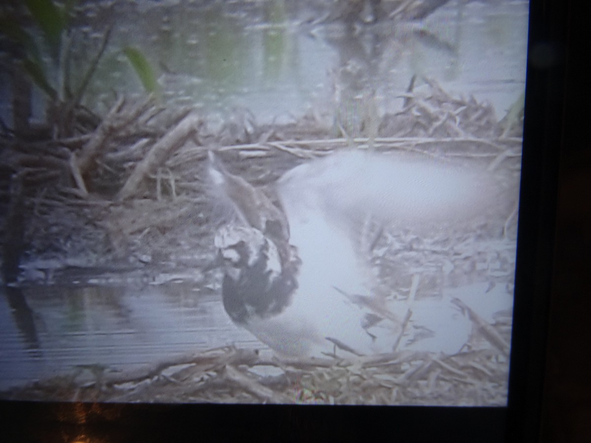 Ruddy Turnstone - ML619159704