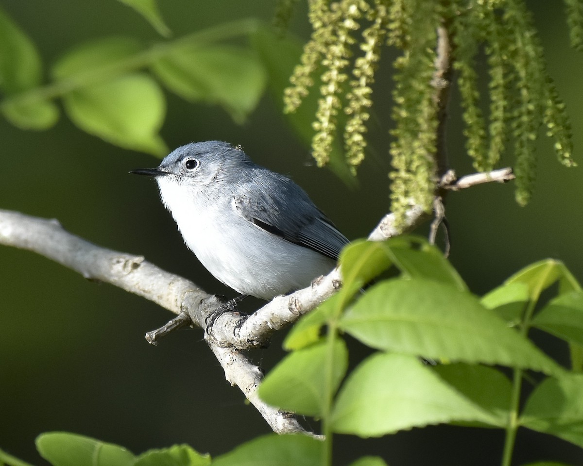 Blue-gray Gnatcatcher - ML619159722