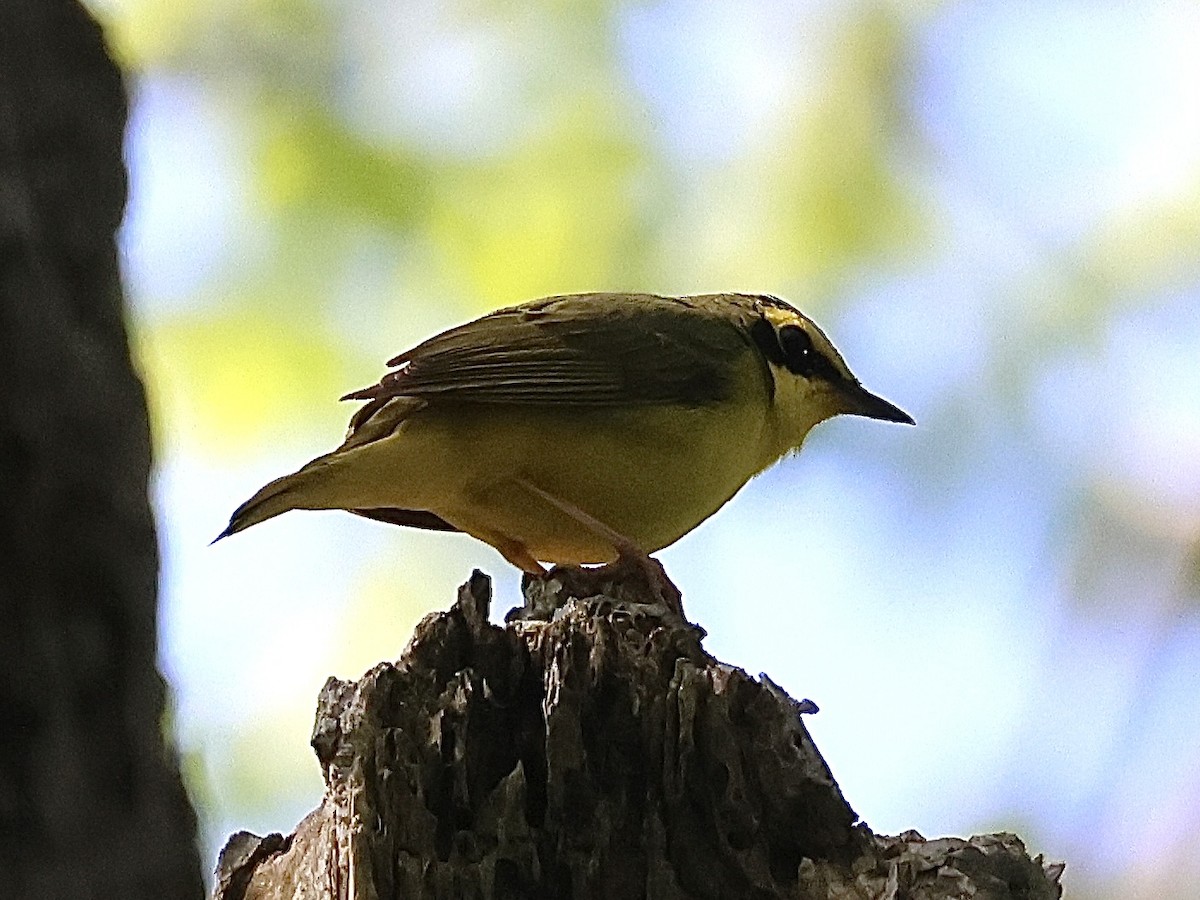 Kentucky Warbler - Joanne Morrissey