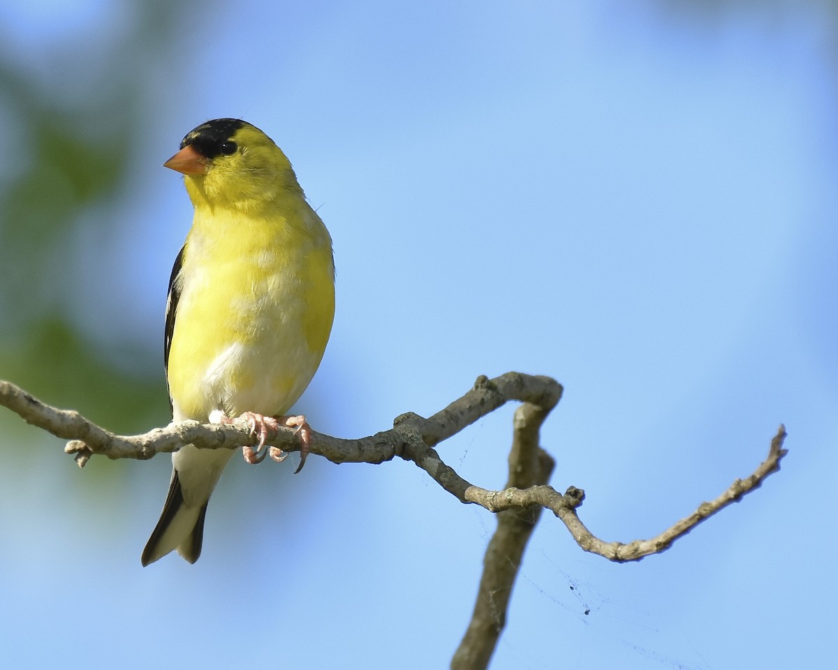 American Goldfinch - Malcolm Gold