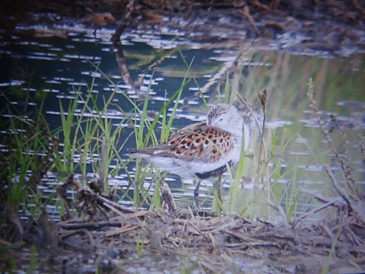 Dunlin - Dave haenni