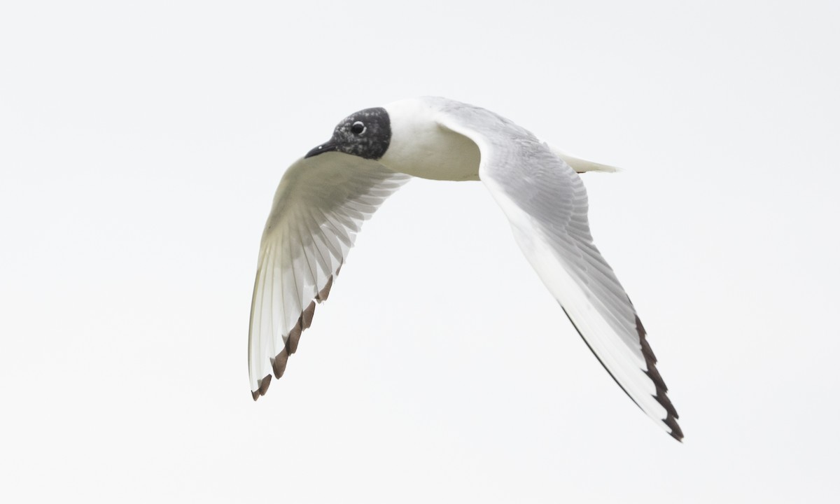 Bonaparte's Gull - Brian Sullivan