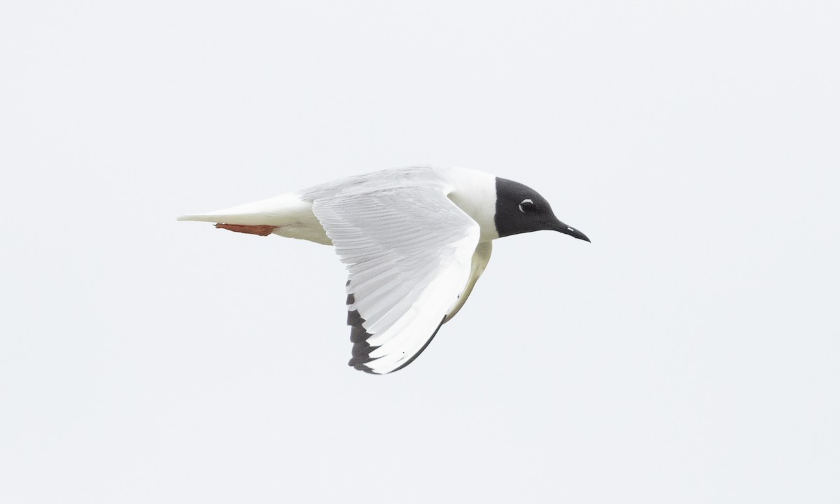 Bonaparte's Gull - Brian Sullivan