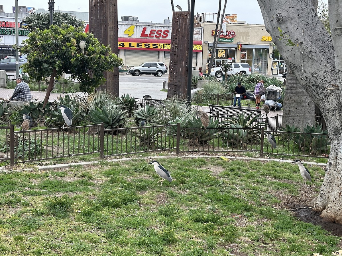 Black-crowned Night Heron - ML619159765