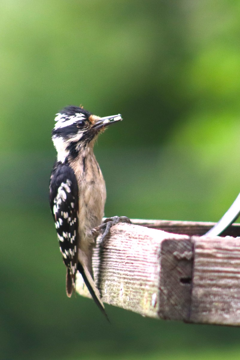 Downy Woodpecker - rachel purdy