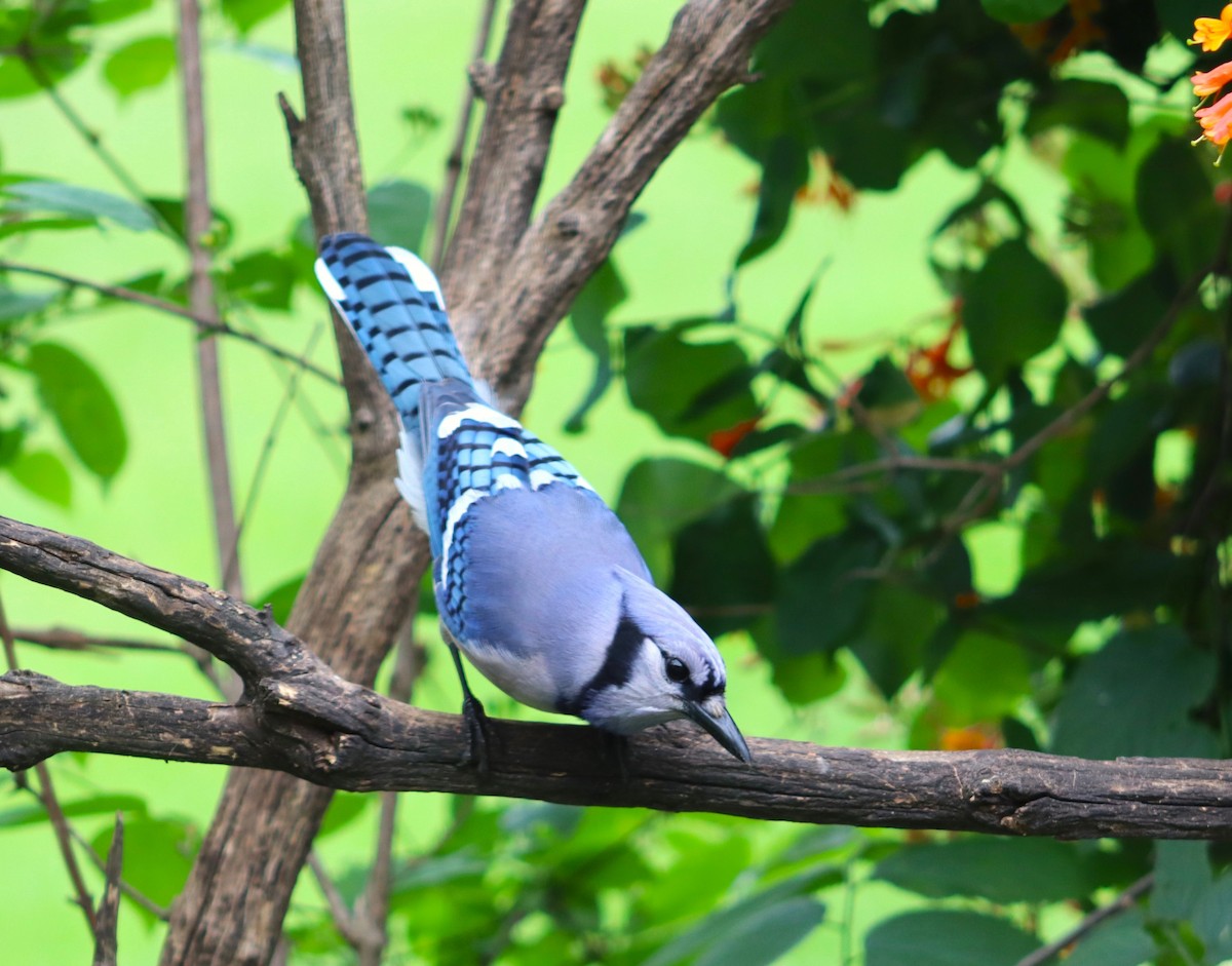 Blue Jay - rachel purdy
