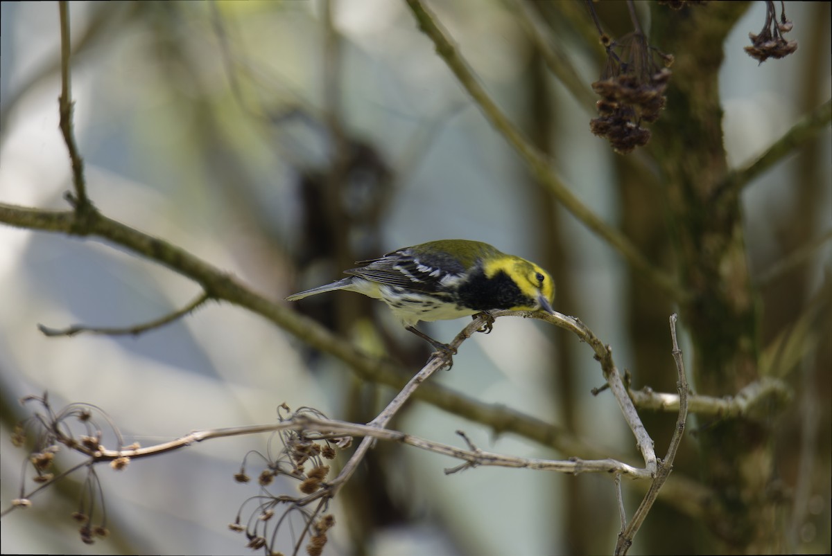 Black-throated Green Warbler - Luic Mateo