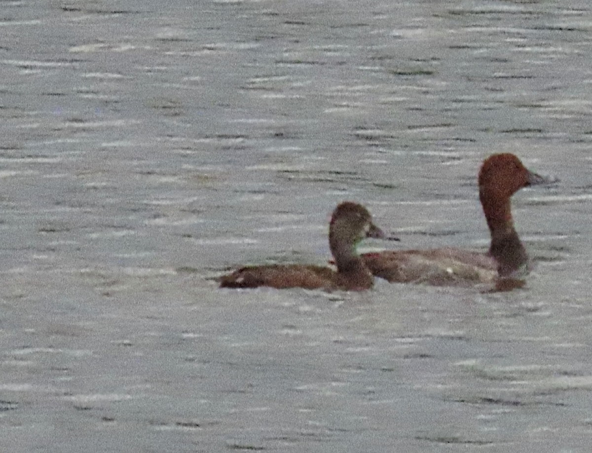 Ring-necked Duck - ML619159787