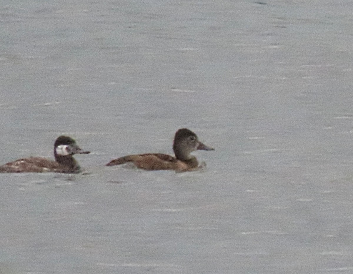 Ring-necked Duck - ML619159788