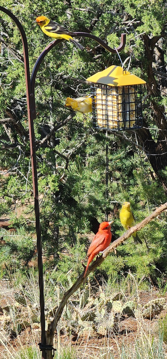 Summer Tanager - Daniel Grossi