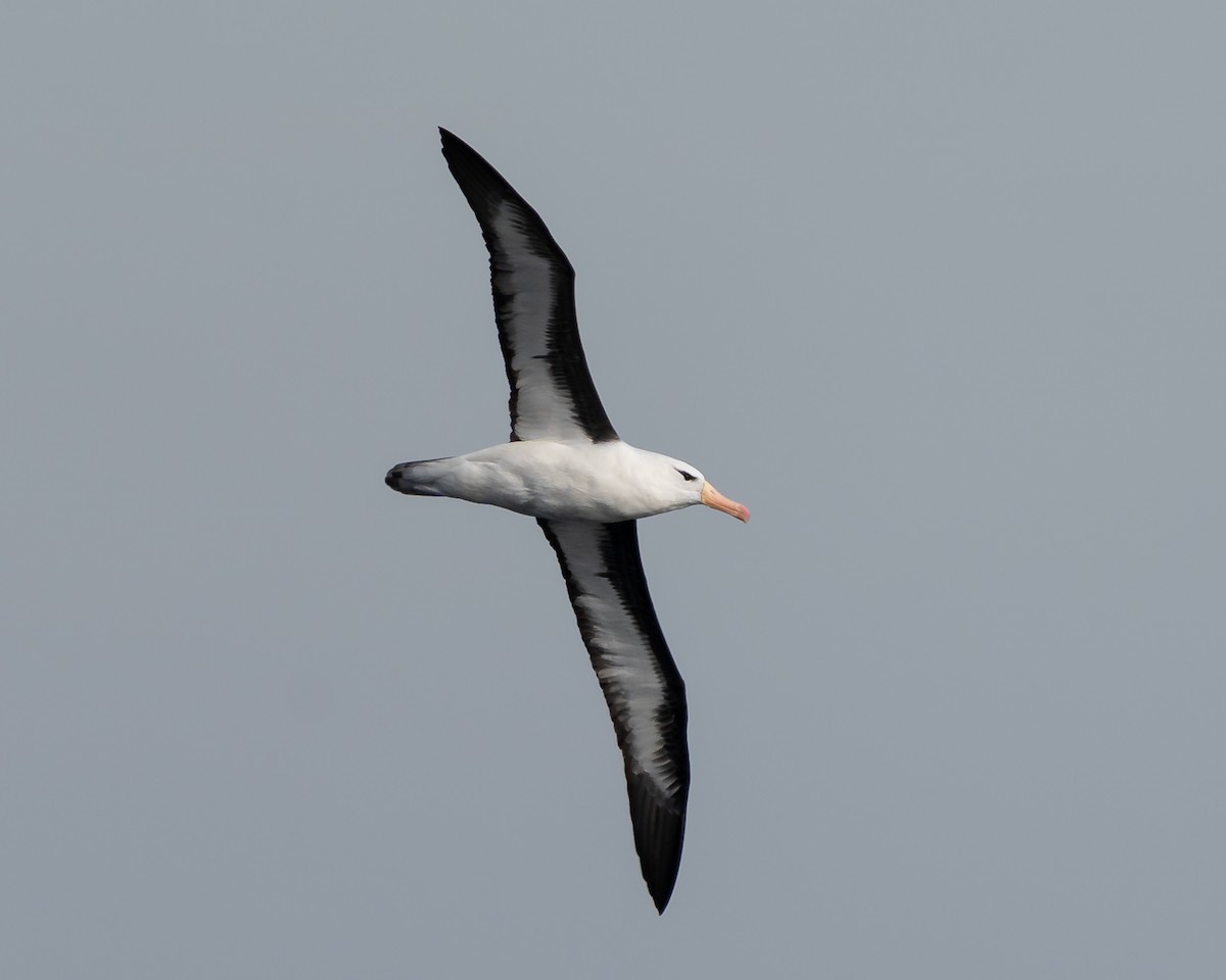 Black-browed Albatross - Rodrigo Varas