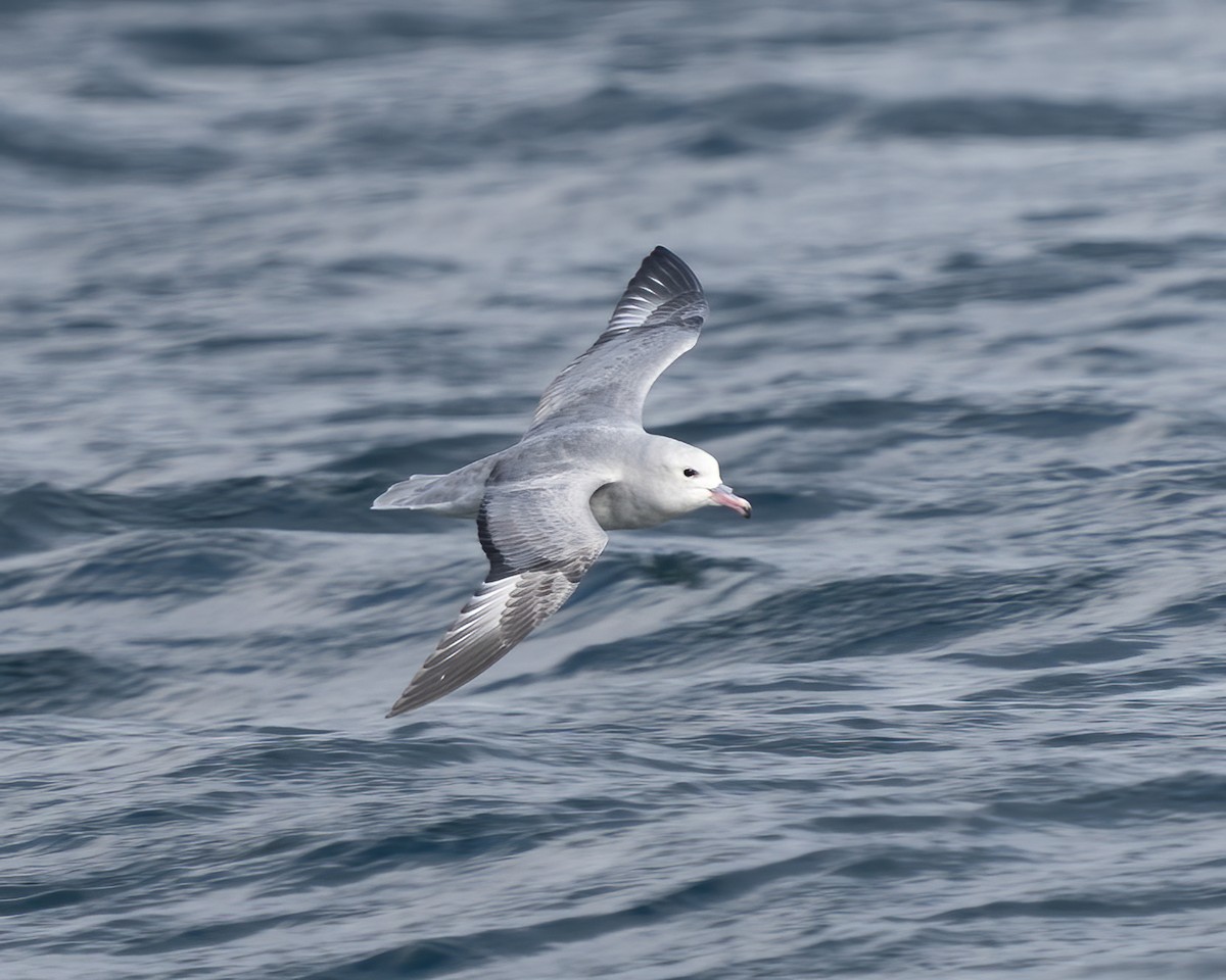 Southern Fulmar - Rodrigo Varas