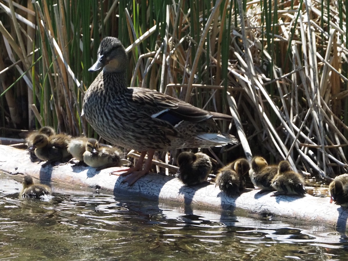 Canard colvert - ML619159838