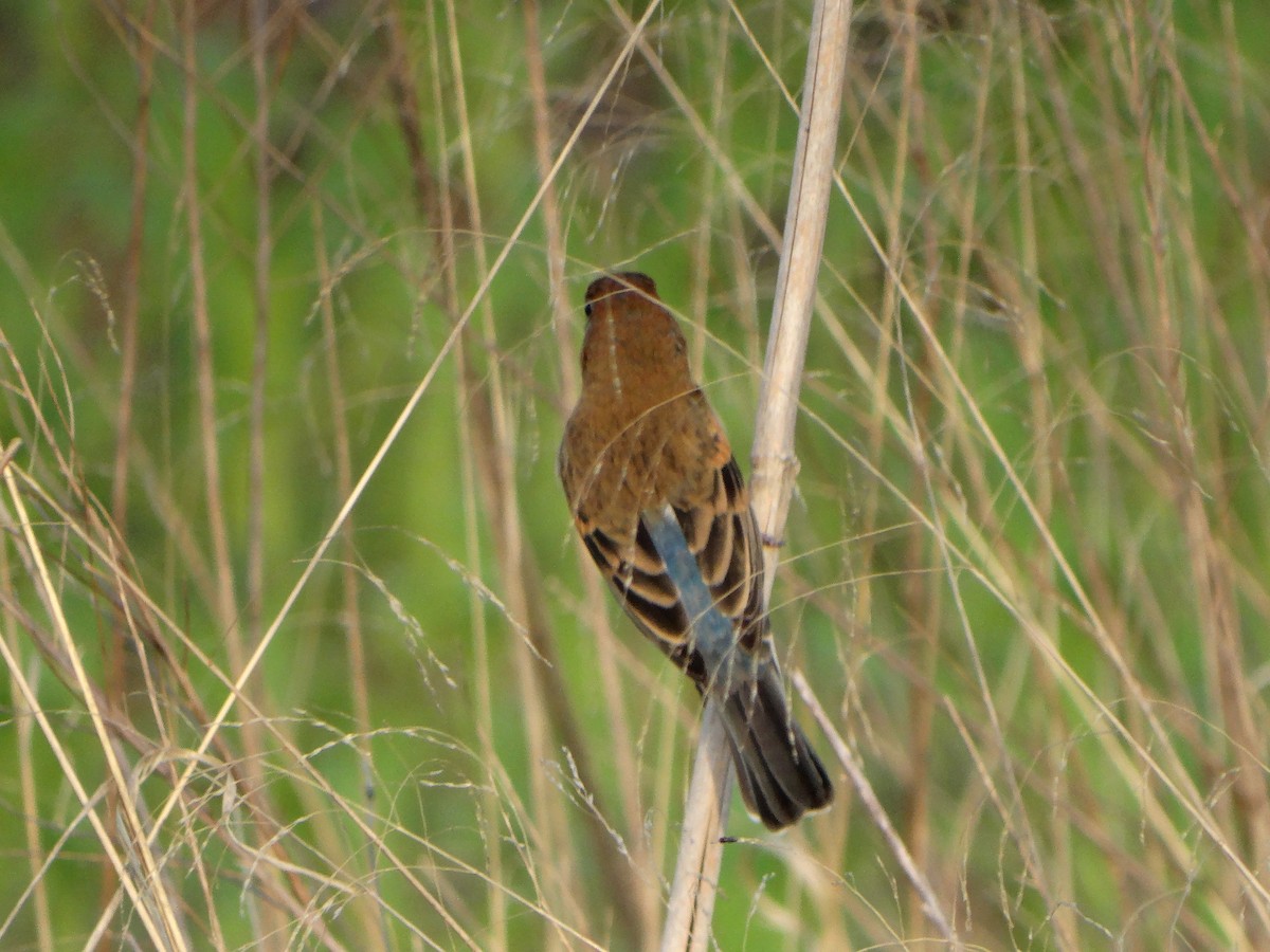 Blue Grosbeak - Dave haenni