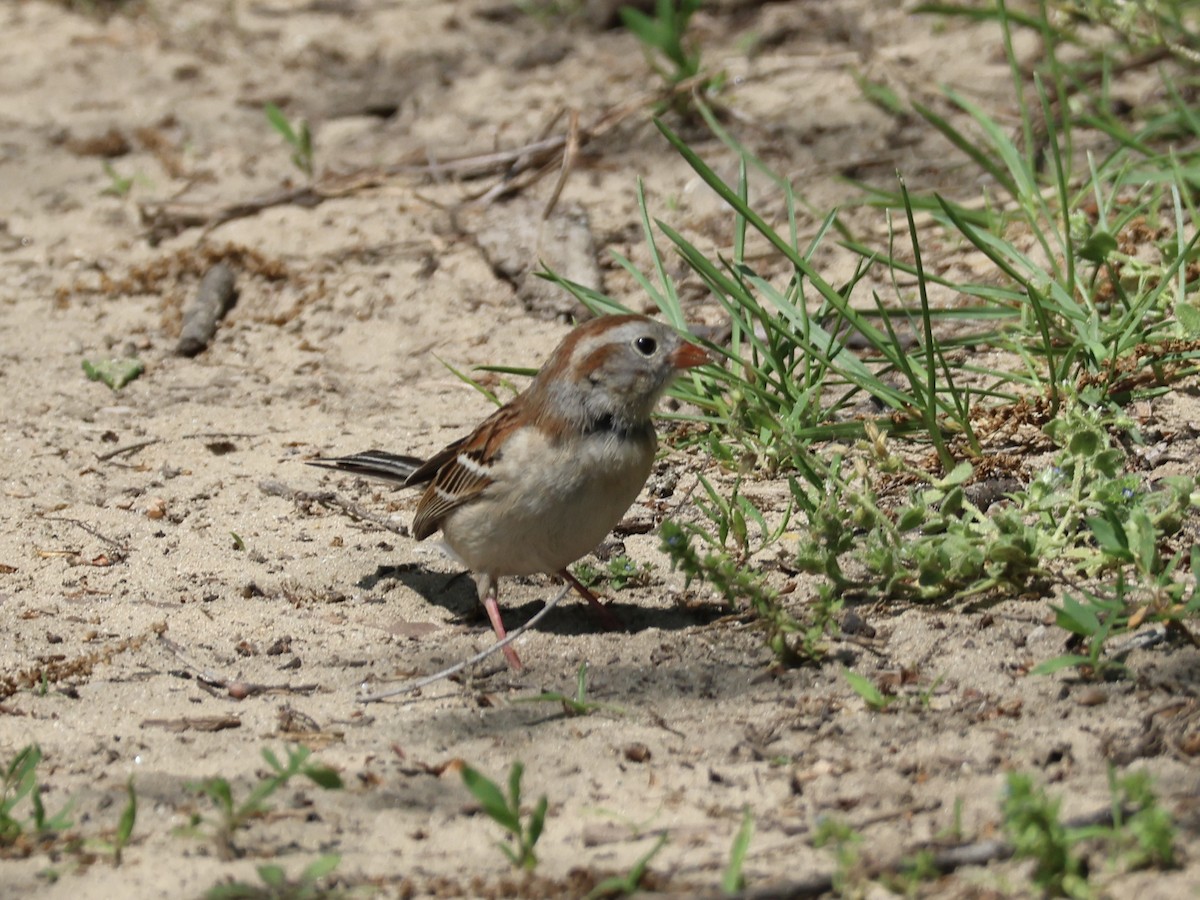 Field Sparrow - Joanne Morrissey