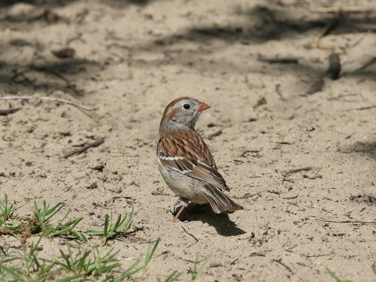 Field Sparrow - Joanne Morrissey