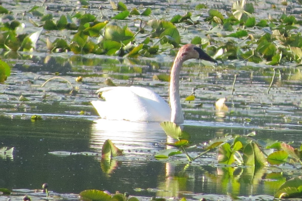 Trumpeter Swan - suzanne pudelek