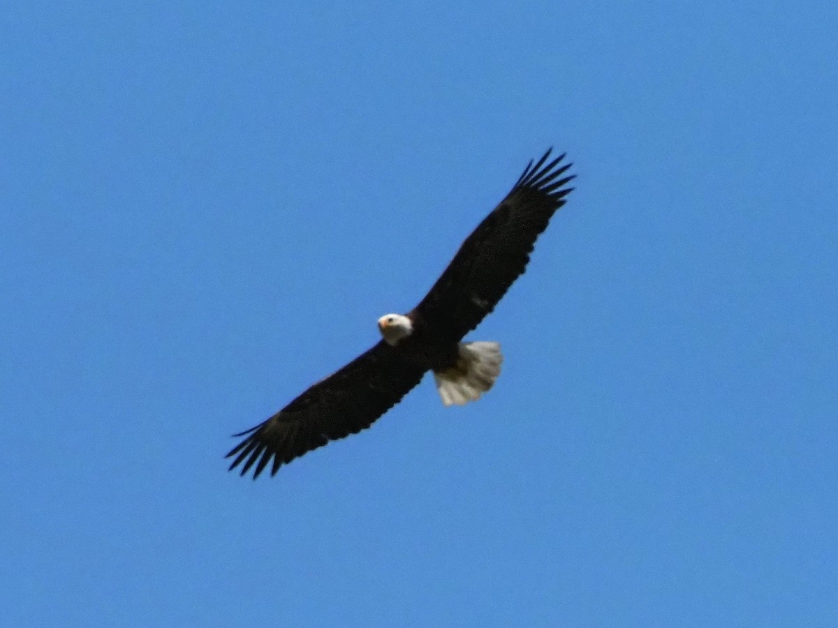 Bald Eagle - David Zook