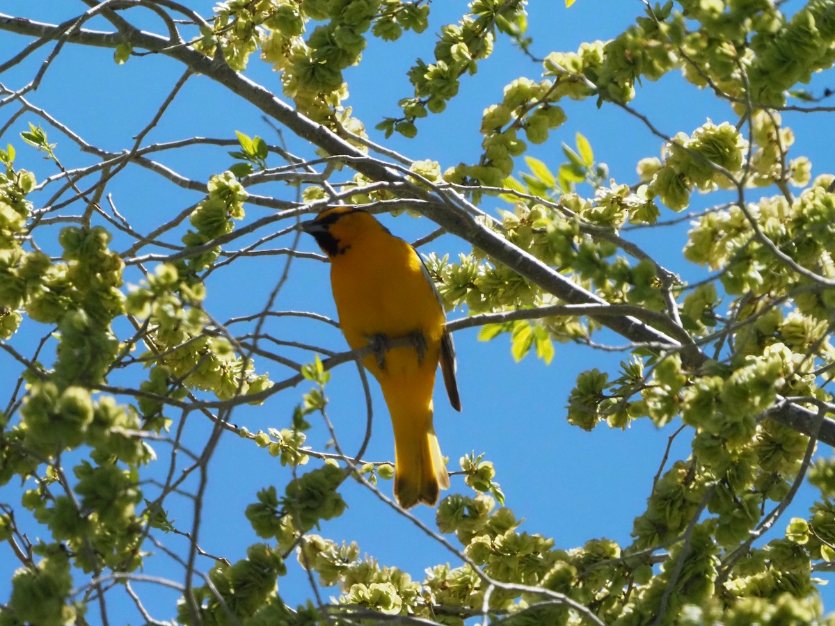 Bullock's Oriole - ML619159869