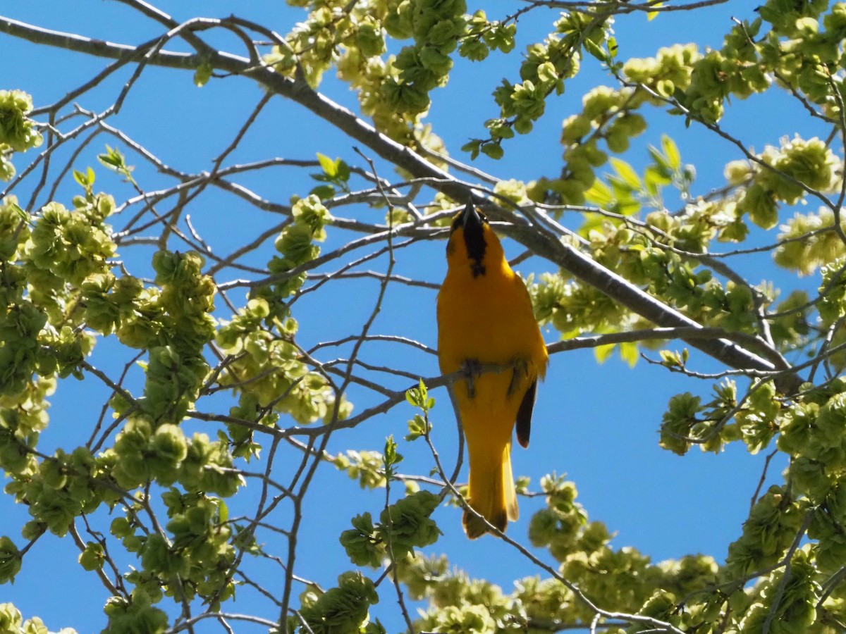 Bullock's Oriole - ML619159870