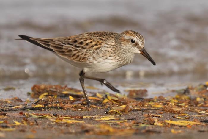 White-rumped Sandpiper - Tony Godfrey