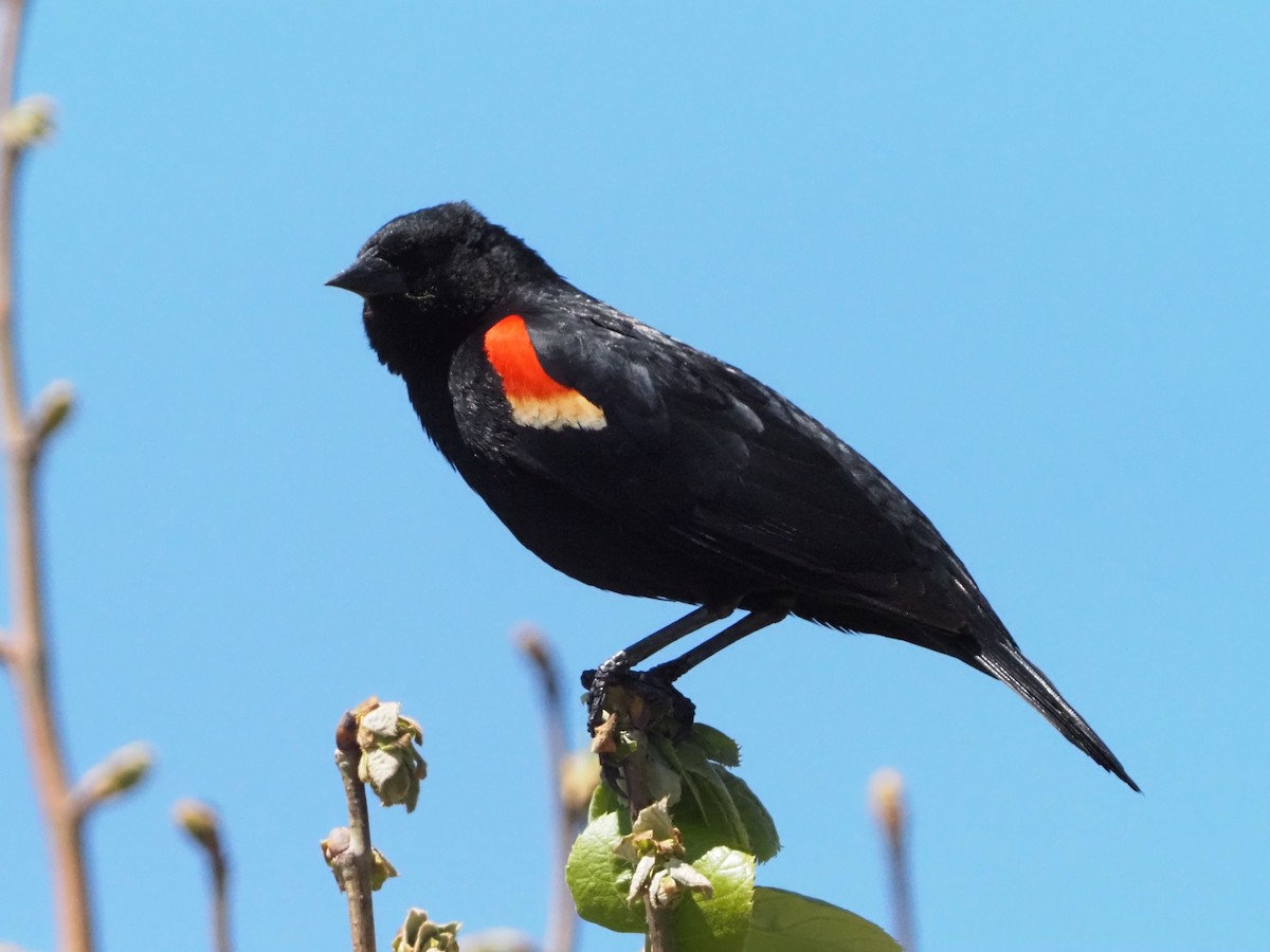 Red-winged Blackbird - David Zook