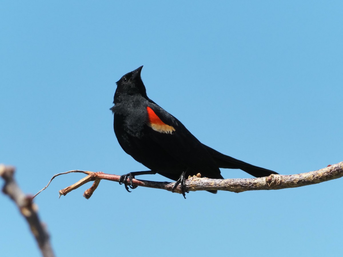 Red-winged Blackbird - David Zook