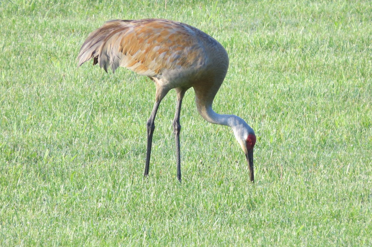 Sandhill Crane - suzanne pudelek