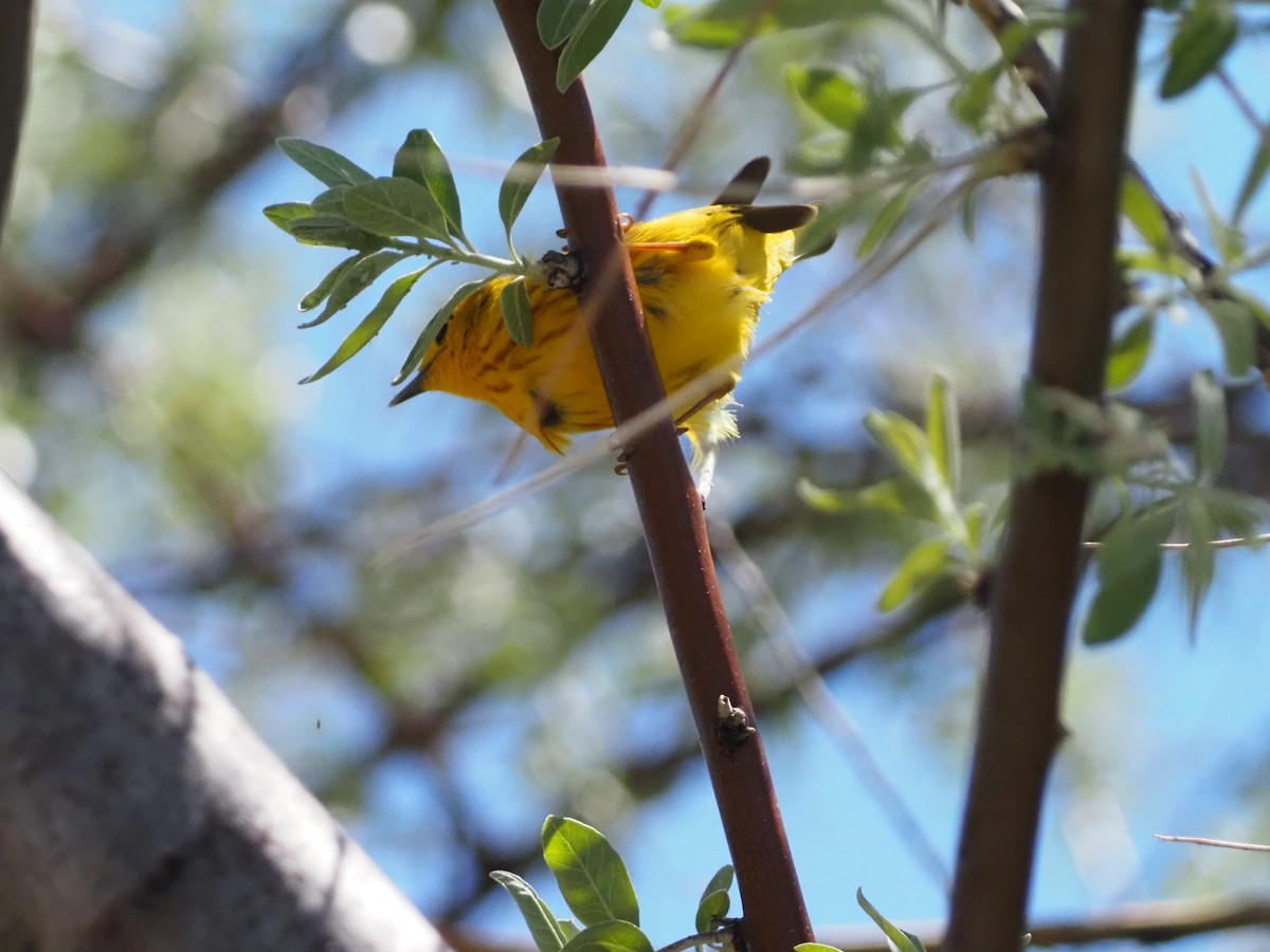 Yellow Warbler - David Zook