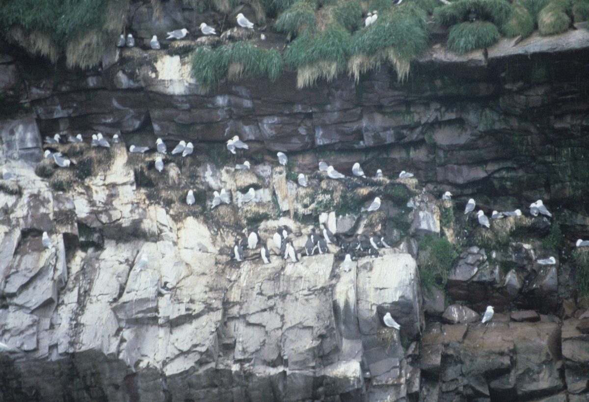 Common Murre - ML619159884