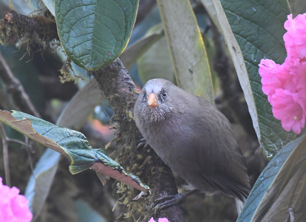 Brown Parrotbill - Noreen Weeden