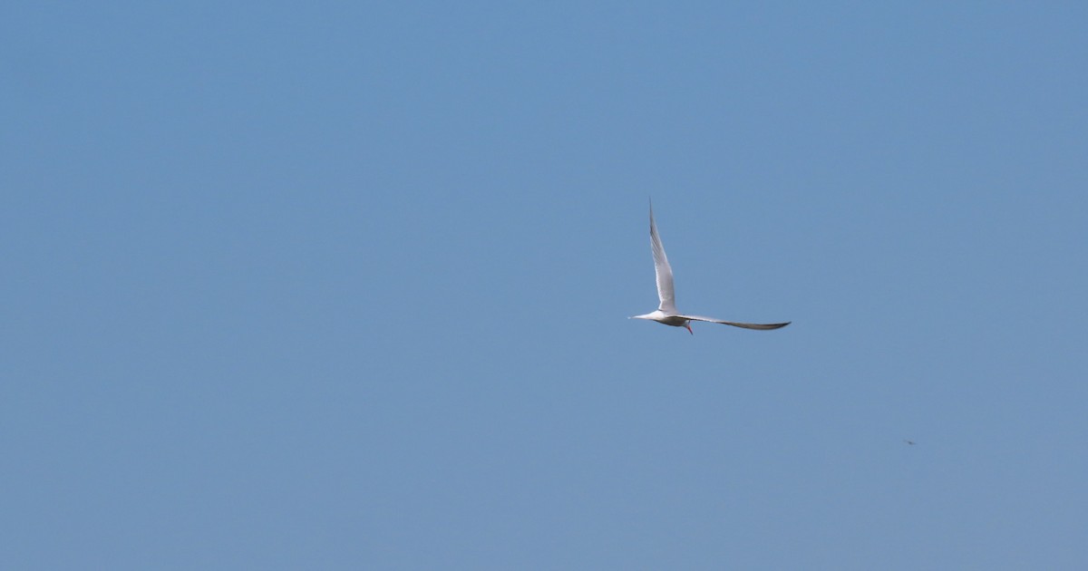 Common Tern - Kelly Coles