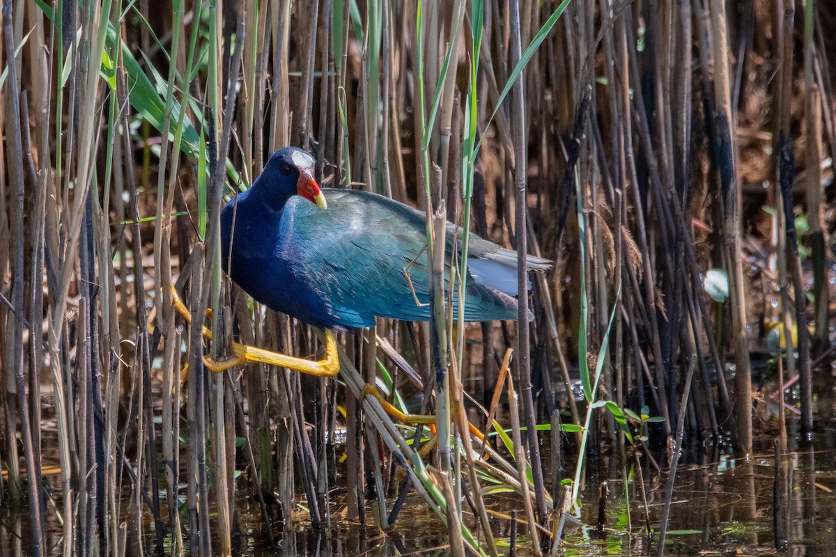 Purple Gallinule - ML619159895