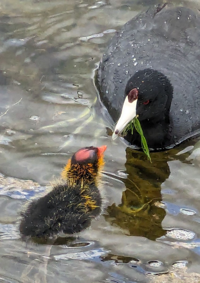 American Coot (Red-shielded) - Lonnie Howard