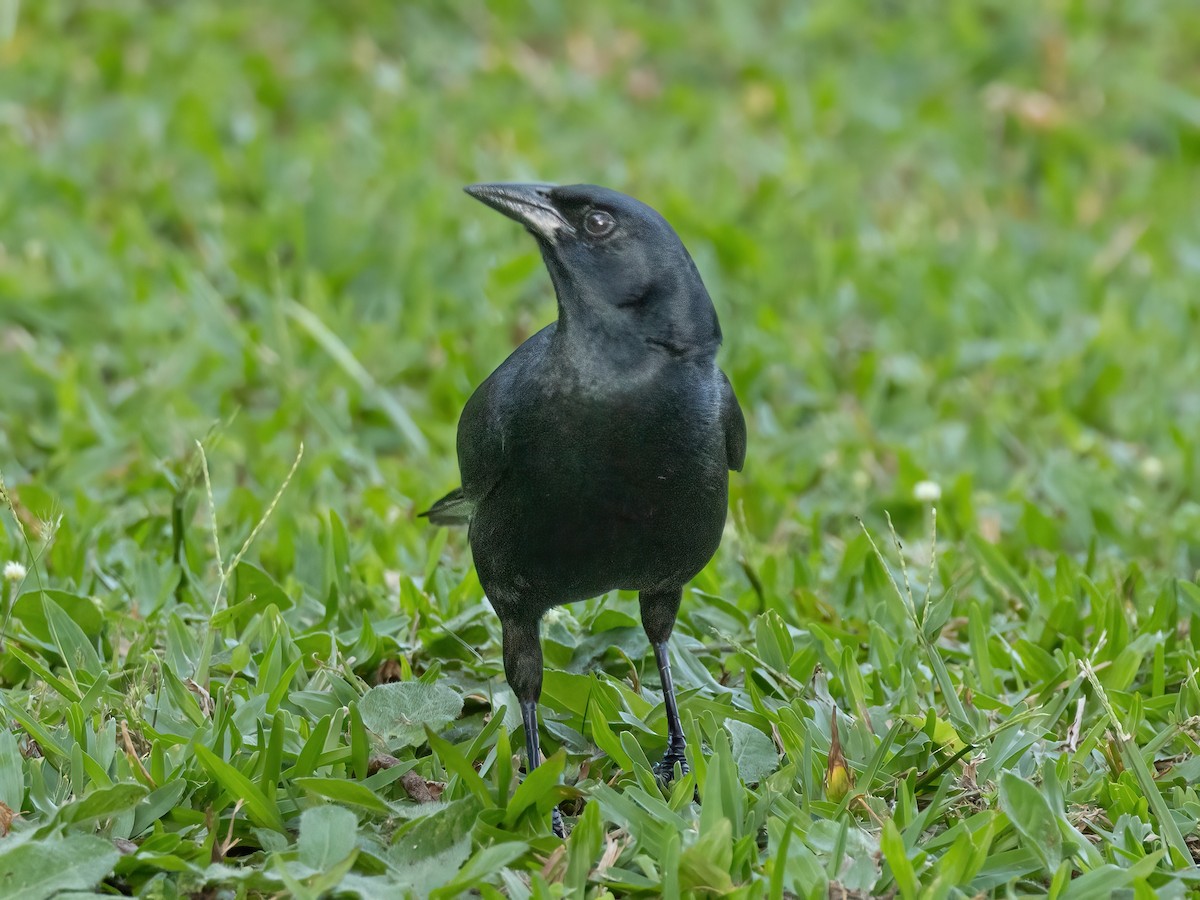 Melodious Blackbird - Scott Coupland