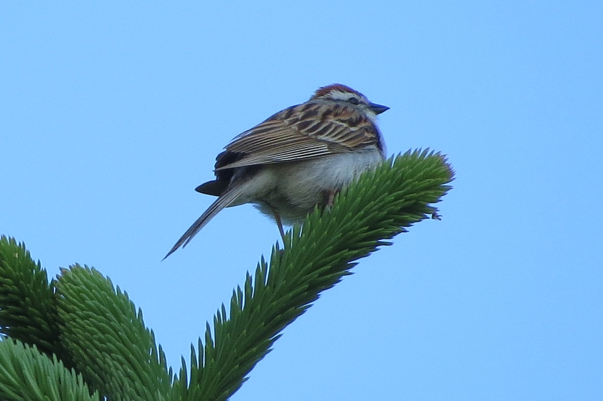 Chipping Sparrow - suzanne pudelek