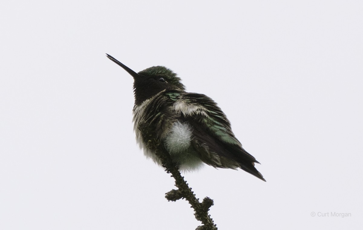 Ruby-throated Hummingbird - Curt Morgan