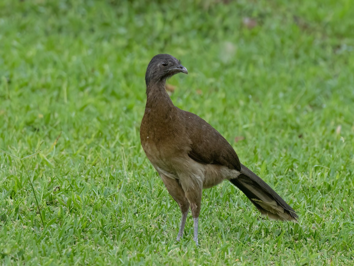 Gray-headed Chachalaca - Scott Coupland