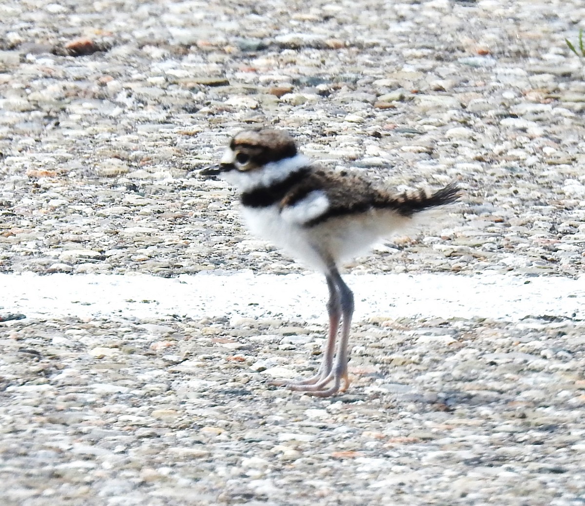 Killdeer - ML619159926