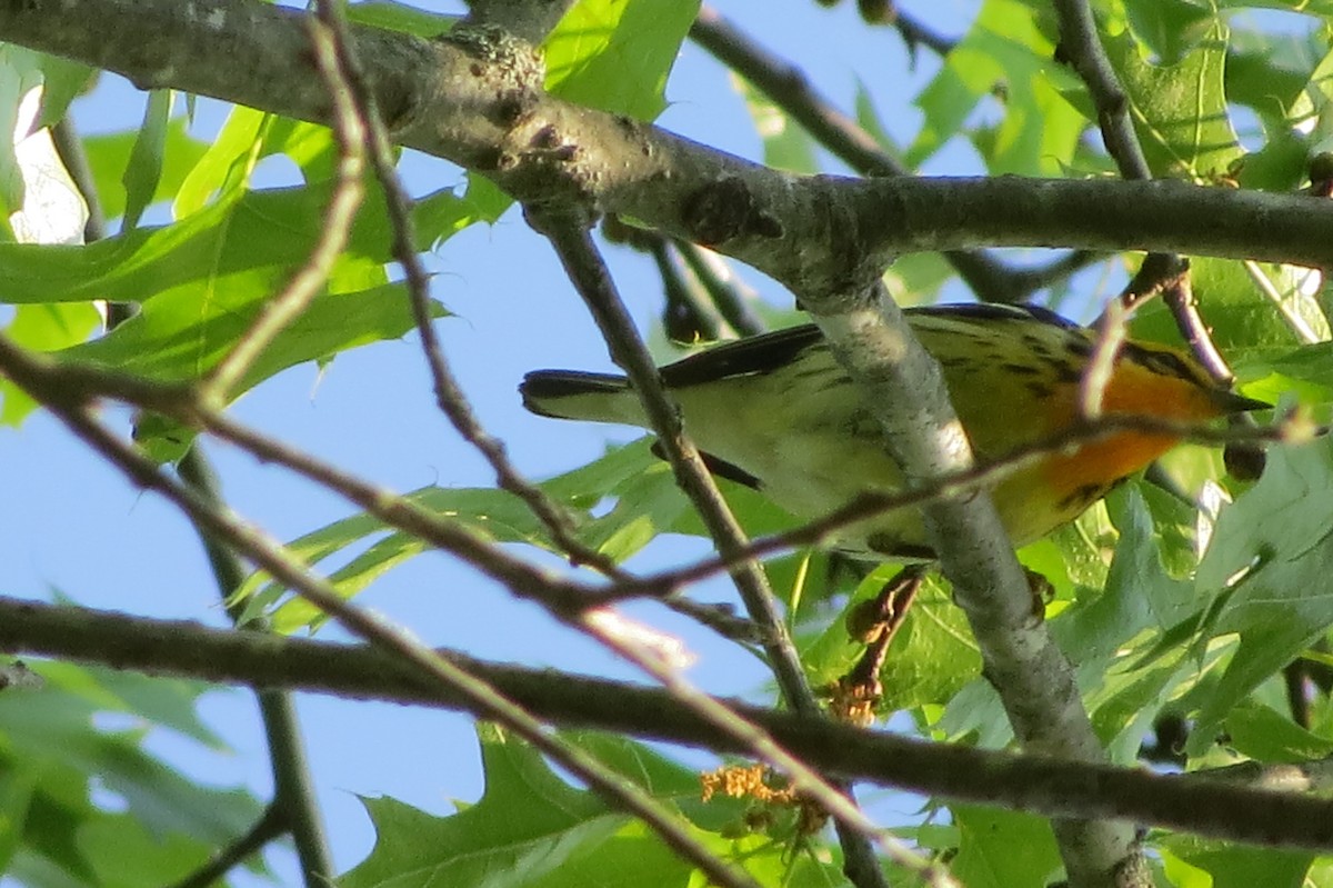 Blackburnian Warbler - suzanne pudelek