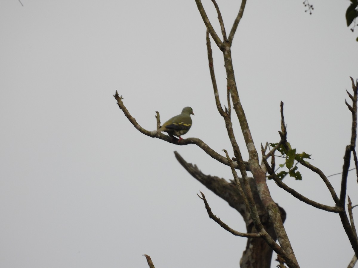 Thick-billed Green-Pigeon - Rahul Kumaresan