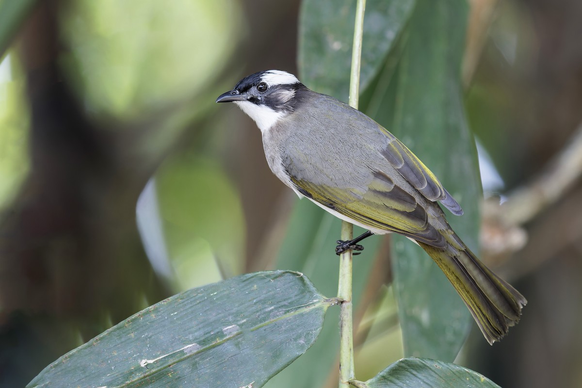 Light-vented Bulbul - Se Chea