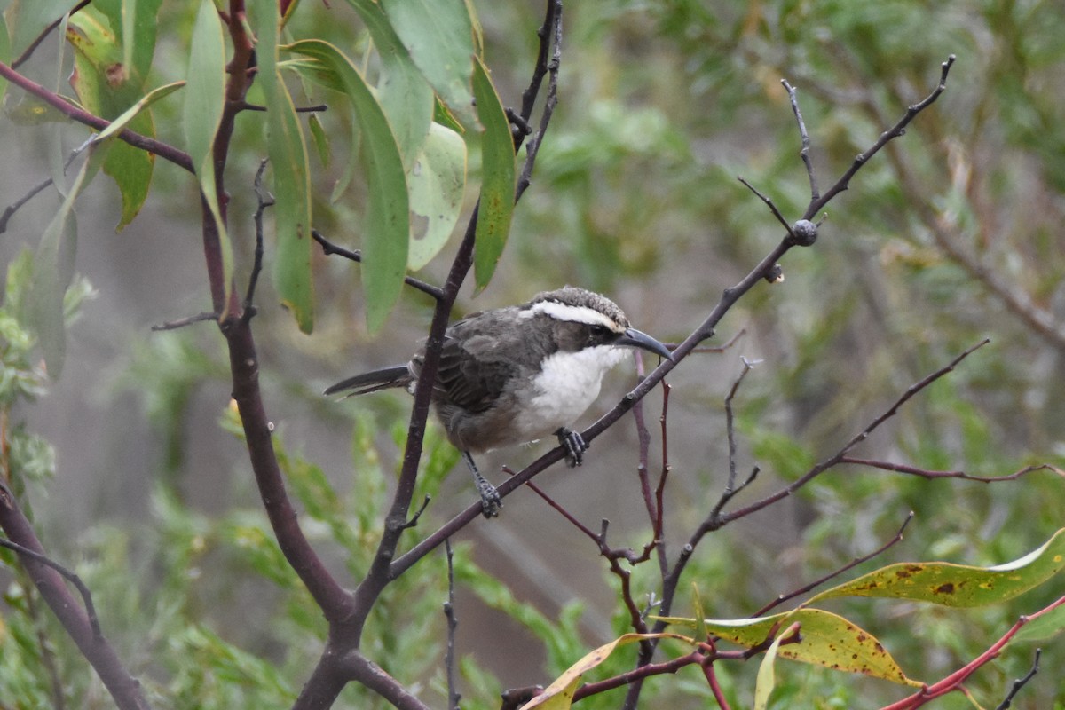 White-browed Babbler - Jeremy Petho