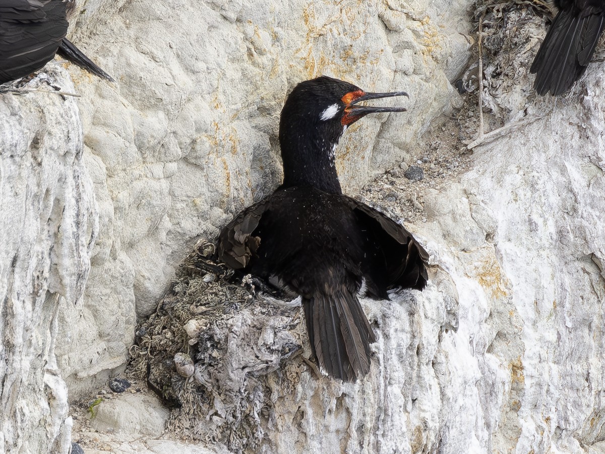 Magellanic Cormorant - ML619159961