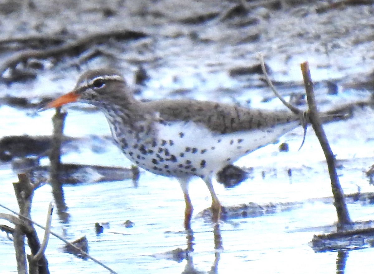 Spotted Sandpiper - ML619159975