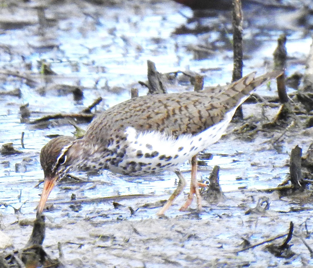 Spotted Sandpiper - ML619159976