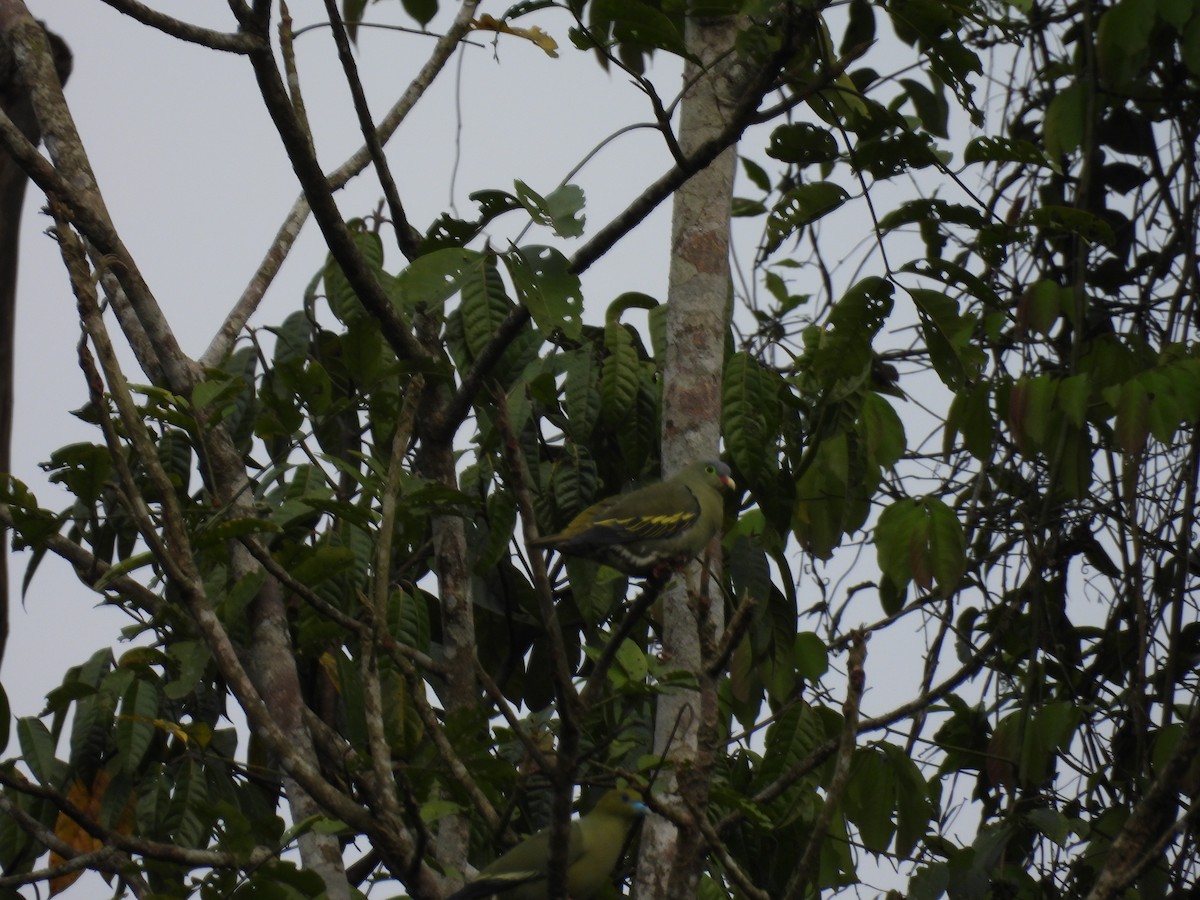 Thick-billed Green-Pigeon - Rahul Kumaresan