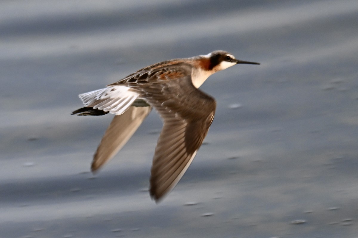 Phalarope de Wilson - ML619160001