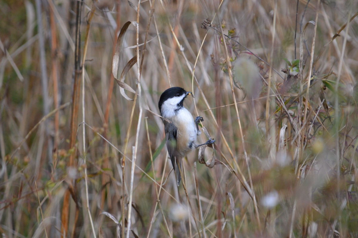 Black-capped Chickadee - ML619160005