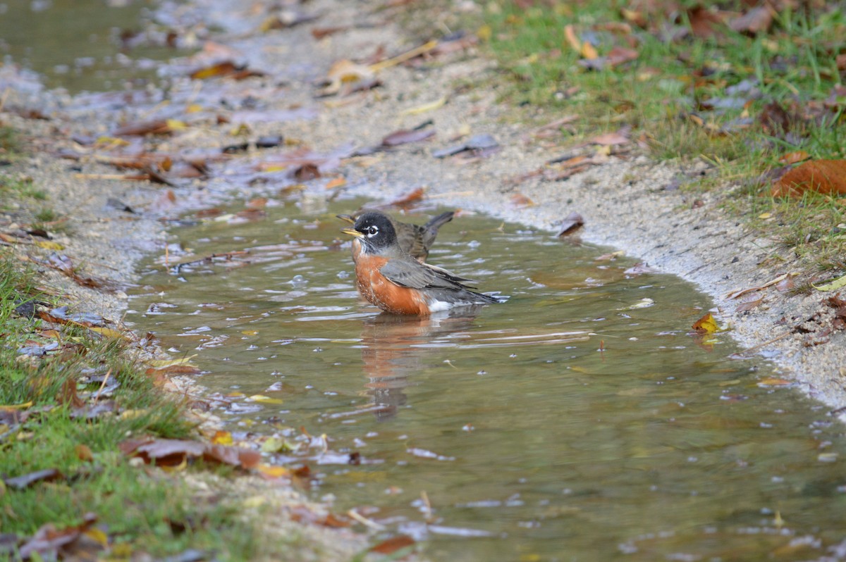 American Robin - ML619160009